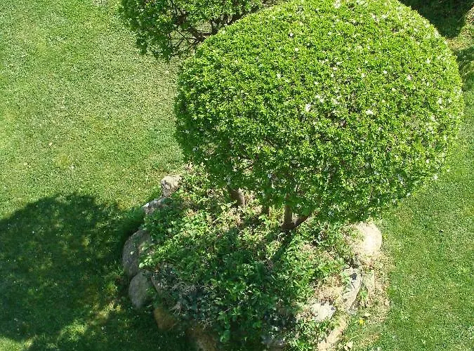 старата къща / село тъжа Tuzha